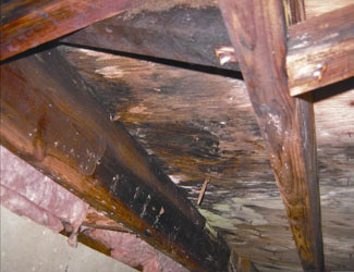 mold and rot in a North Little Rock crawl space